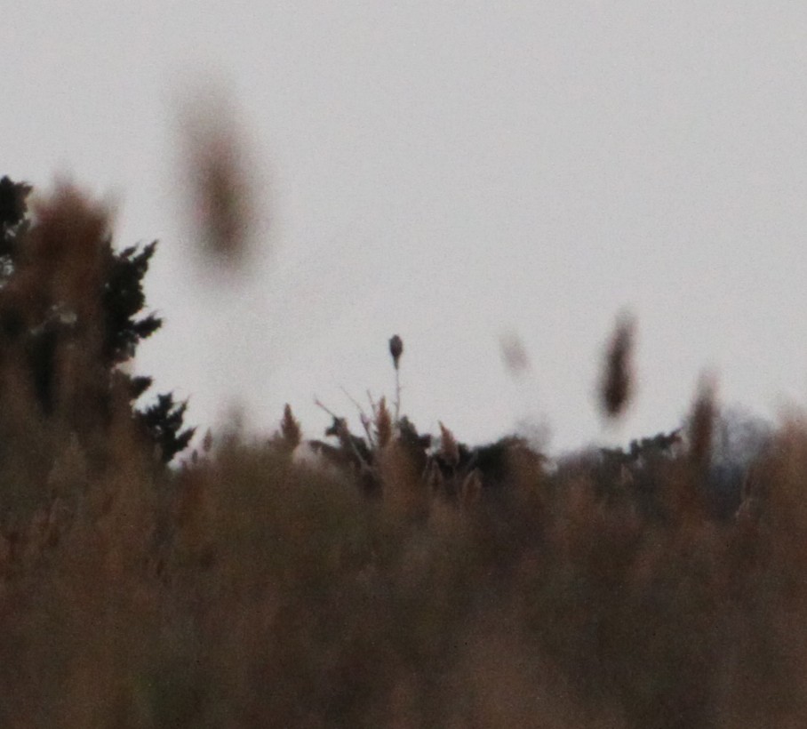 Accipitrine hawk sp. (former Accipiter sp.) - ML400362571