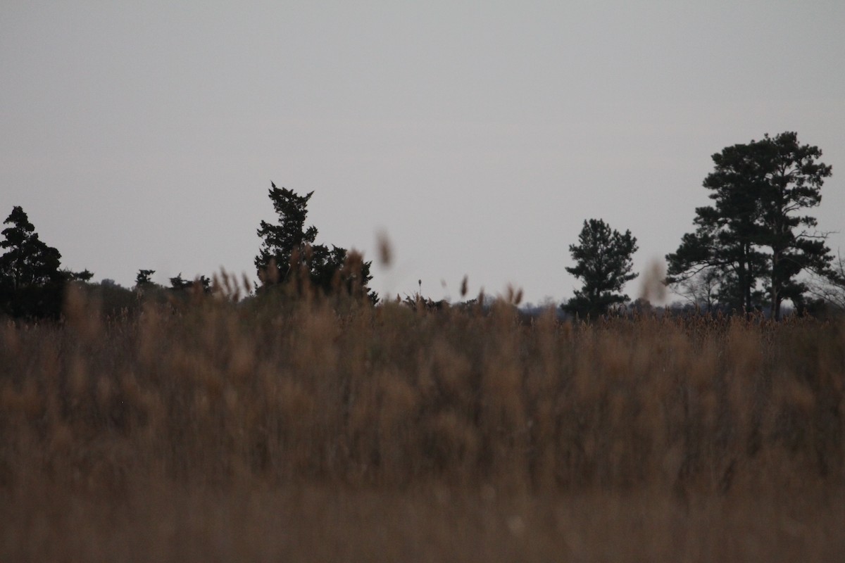 Accipitrine hawk sp. (former Accipiter sp.) - ML400362581