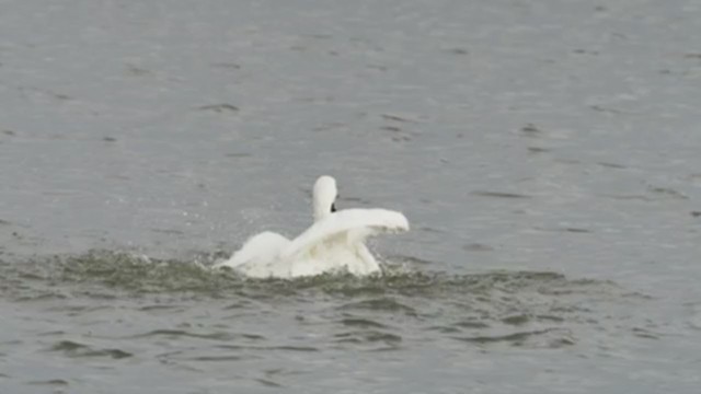 Tundra Swan - ML400365521