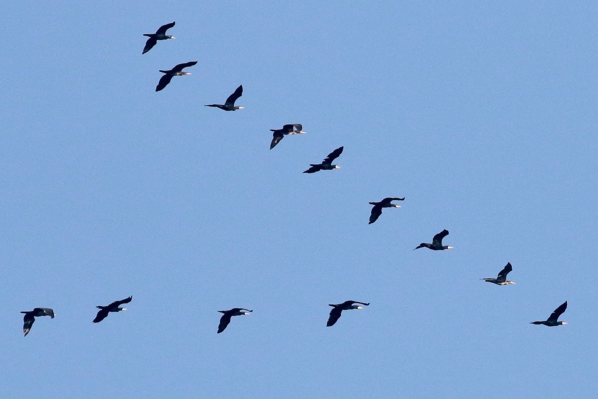 Great Cormorant - ML400365811