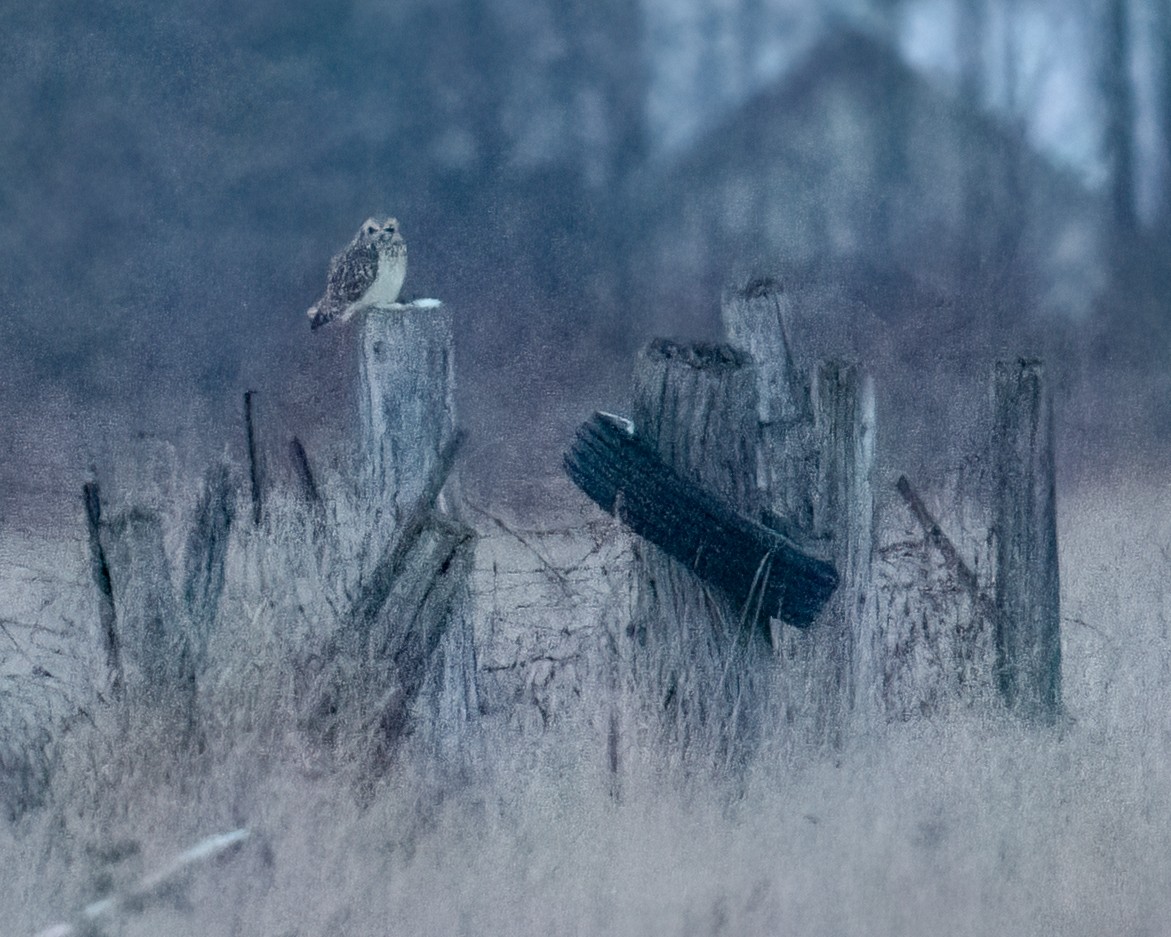 kalous pustovka - ML400366131