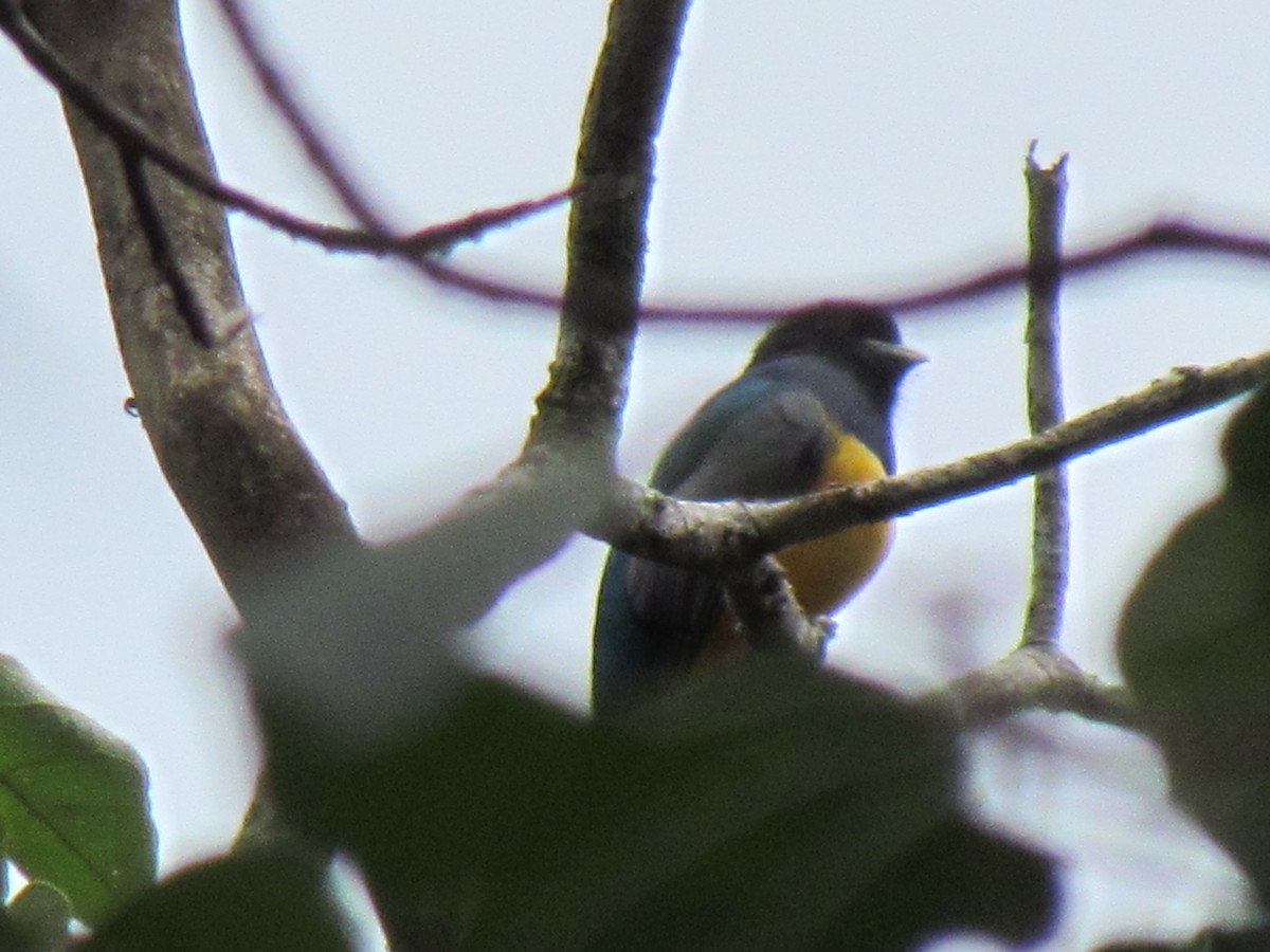 Gartered Trogon - ML400367131