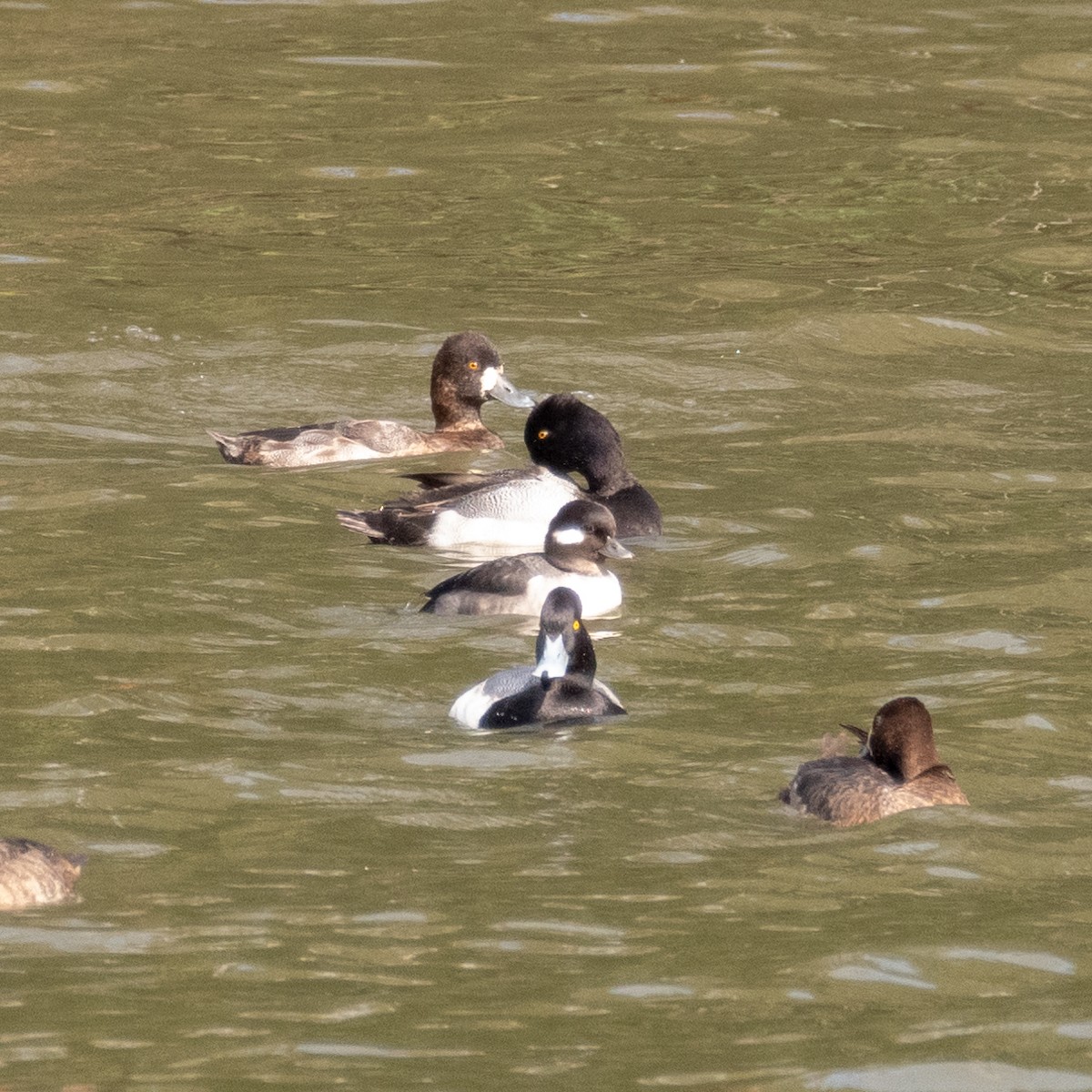 Bufflehead - ML400367151