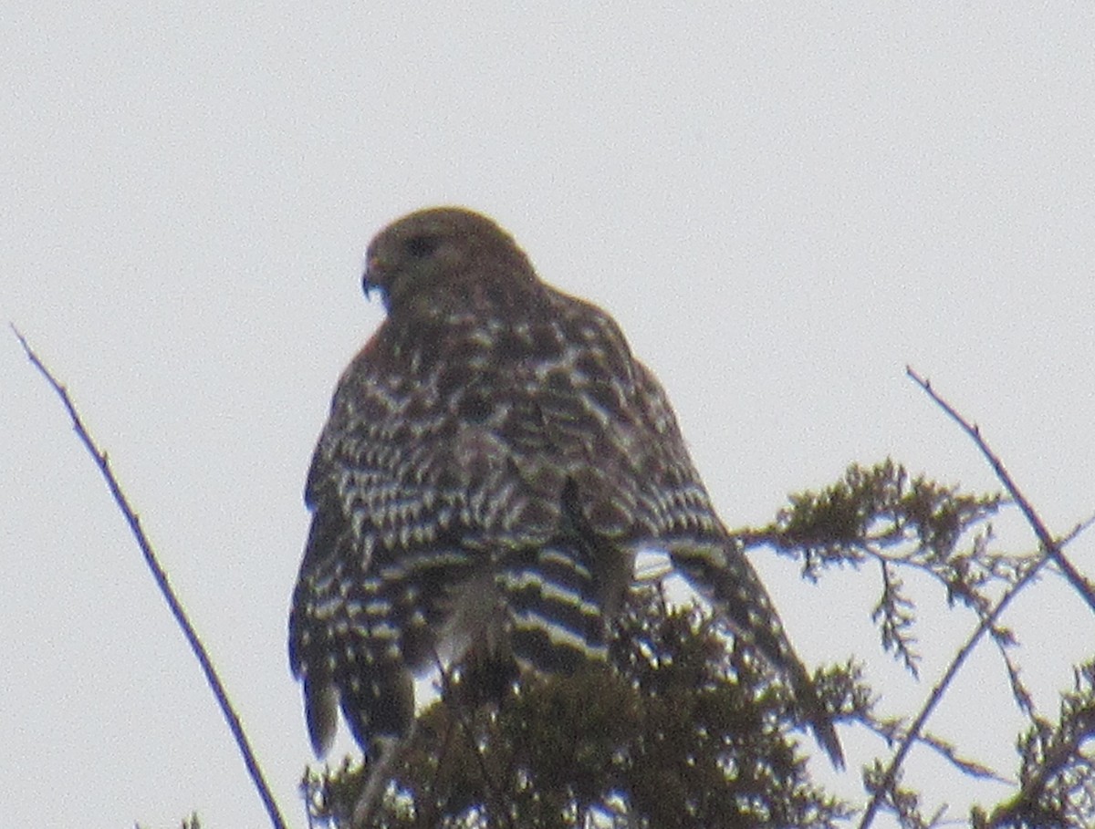 hawk sp. - ML400367971