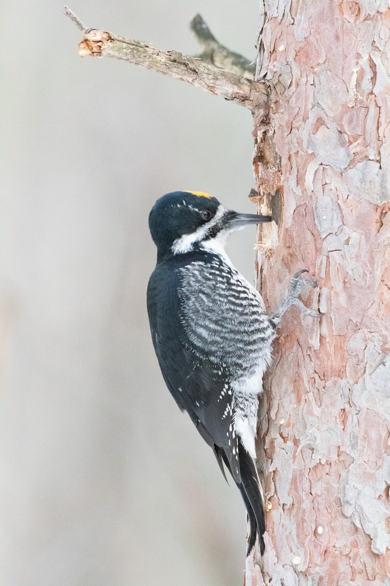 datlík černohřbetý - ML400368691