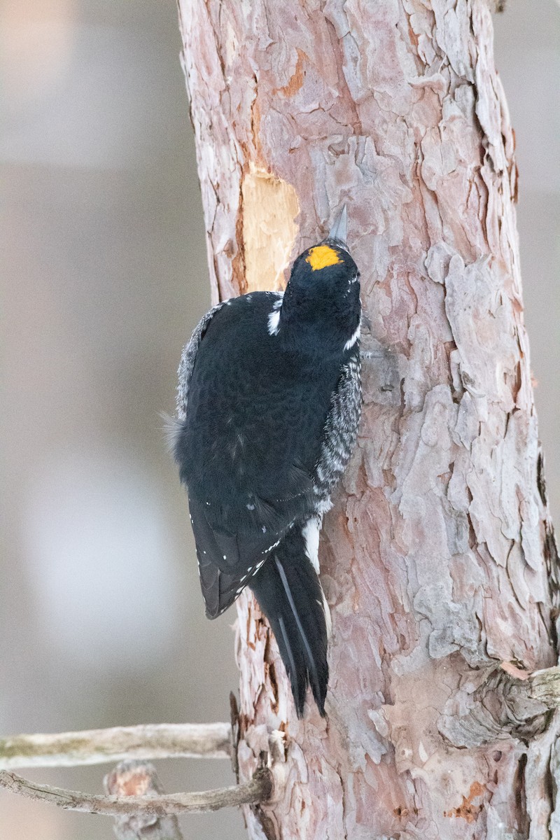 datlík černohřbetý - ML400368701