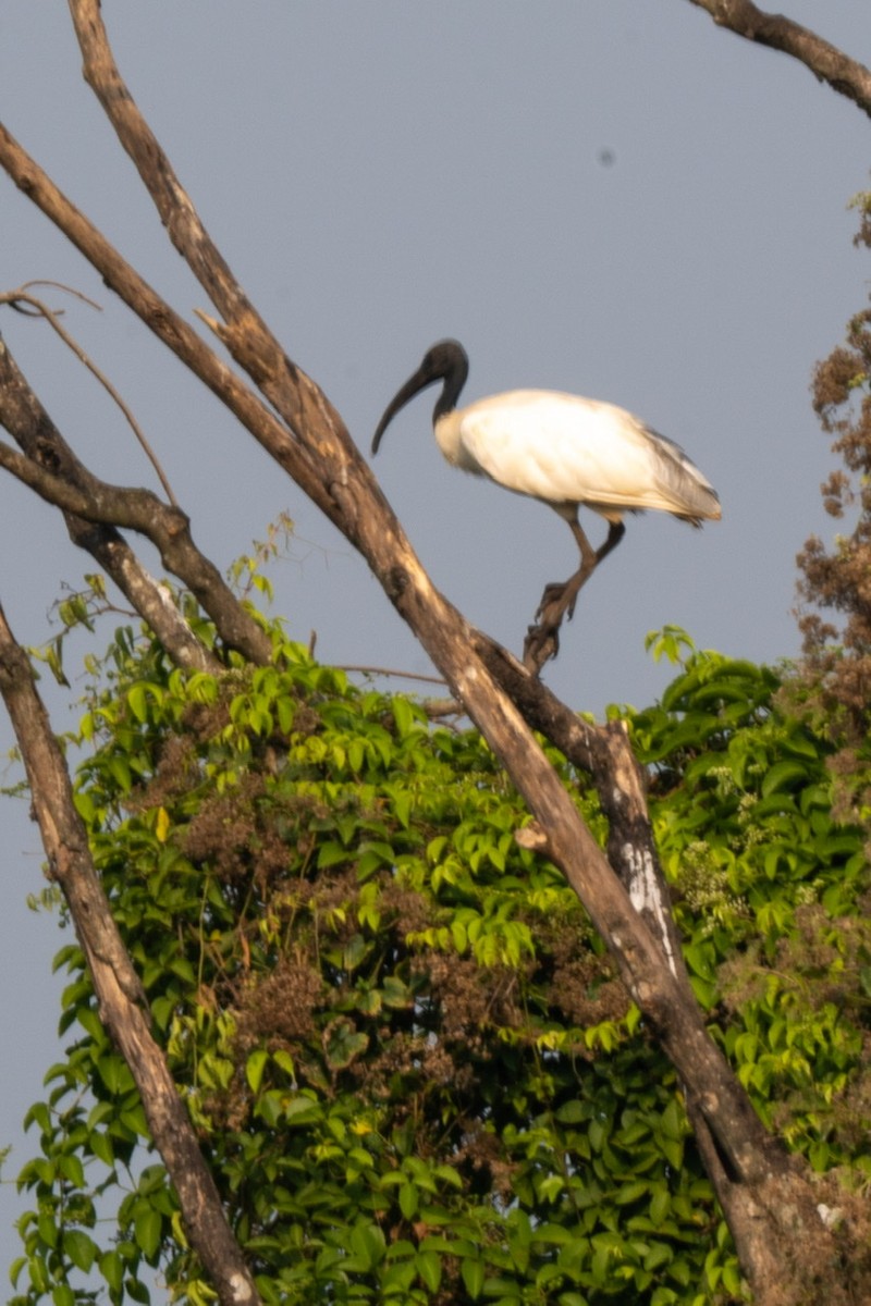 ibis černohlavý - ML400369211