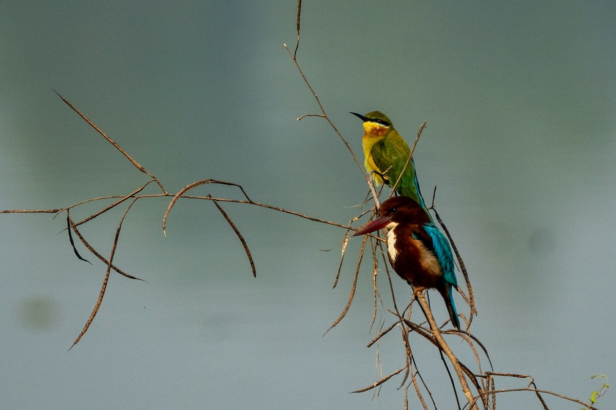 White-throated Kingfisher - Jagrook Dawra