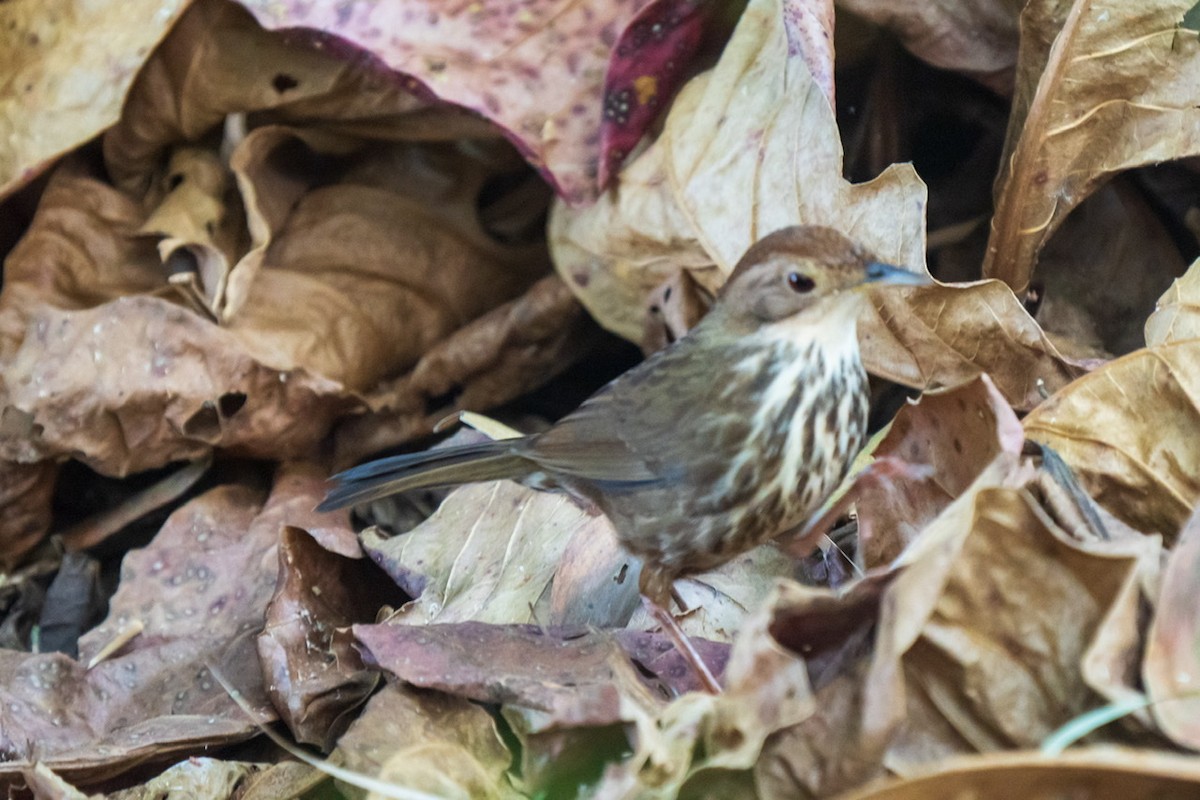 Puff-throated Babbler - ML400370091