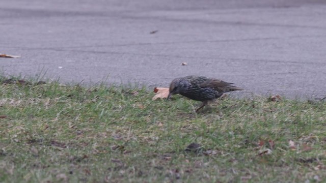 European Starling - ML400370731