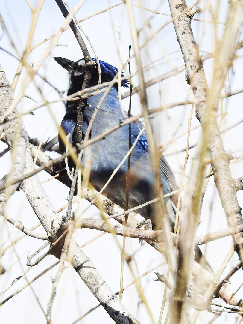 Steller's x Blue Jay (hybrid) - ML400373851