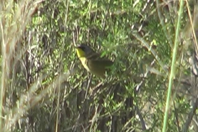 Gray-crowned Yellowthroat - ML400374391