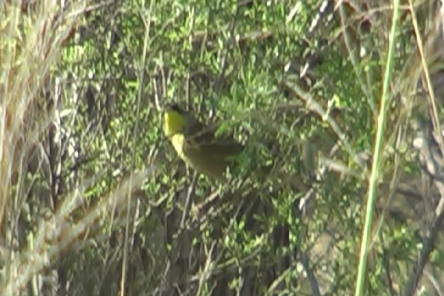 Gray-crowned Yellowthroat - ML400374401