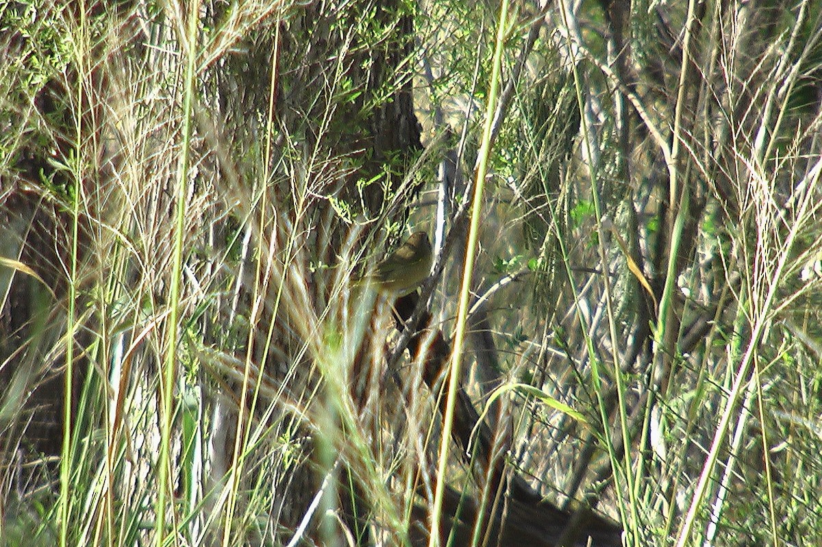 Gray-crowned Yellowthroat - ML400374411