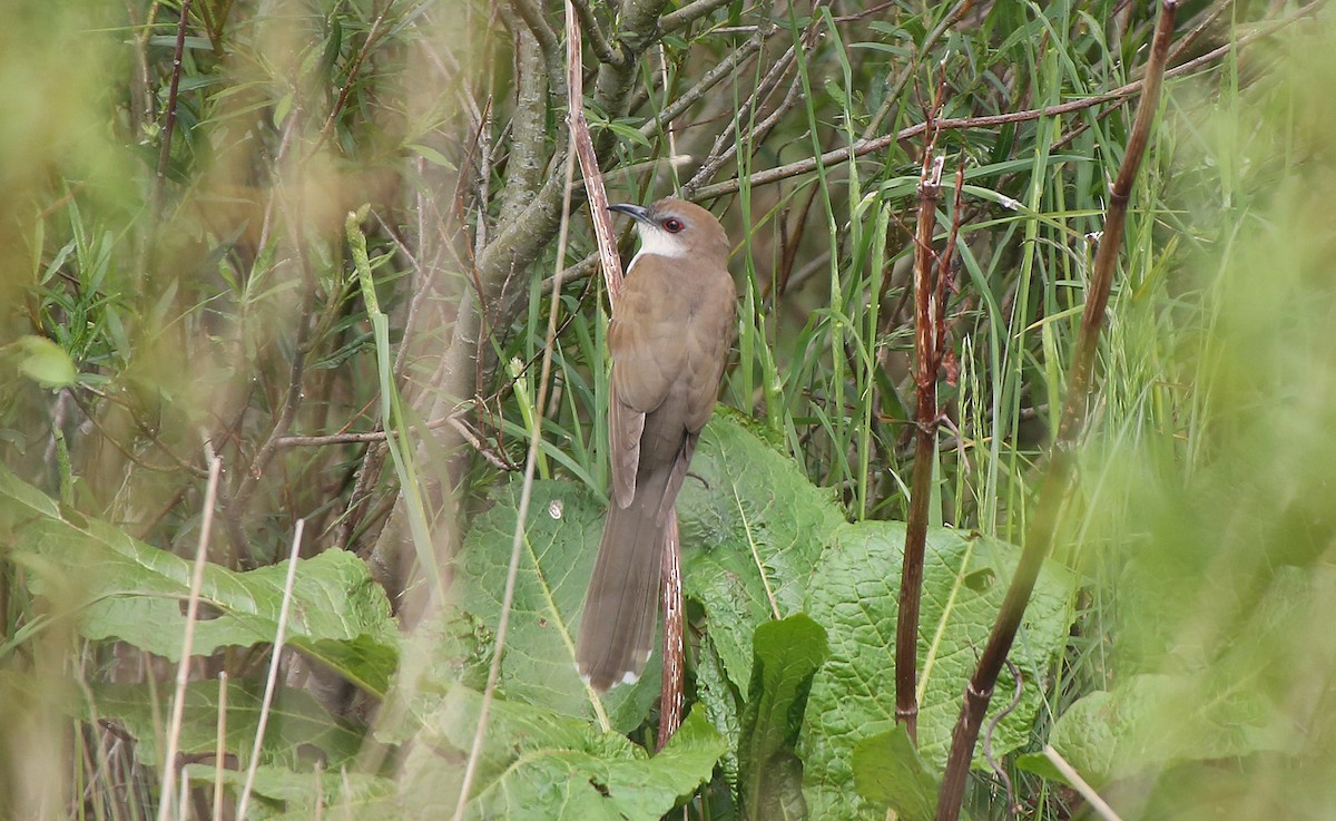 Black-billed Cuckoo - ML40037511