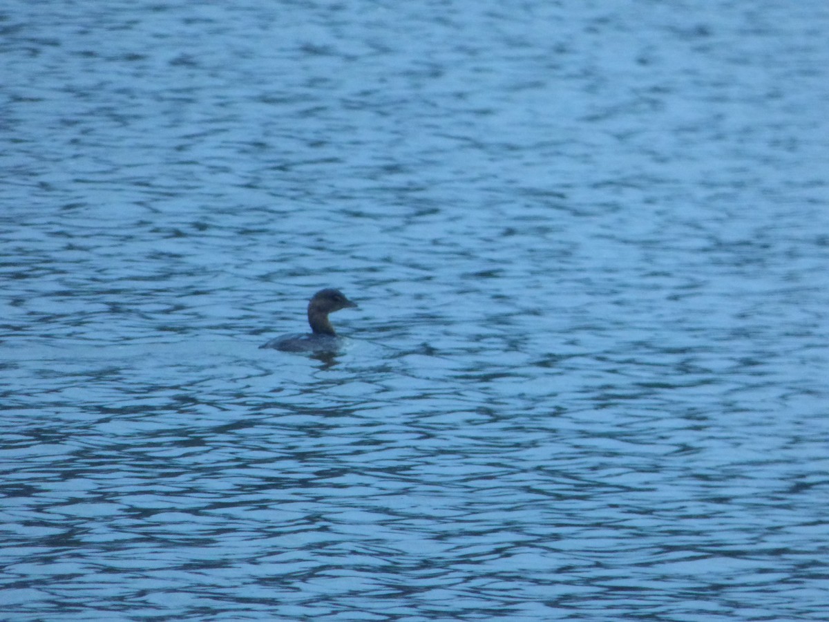 Pied-billed Grebe - Alan Moss