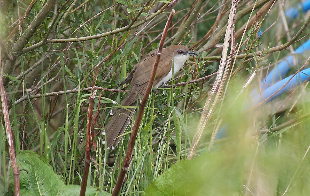 Black-billed Cuckoo - ML40037611