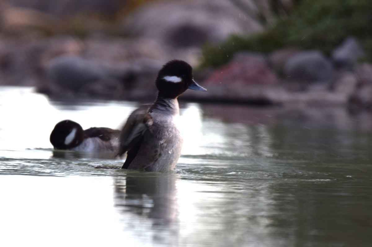 Bufflehead - shobak kythakyapuzha