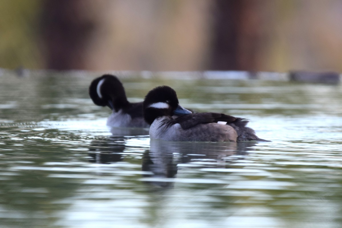 Bufflehead - shobak kythakyapuzha