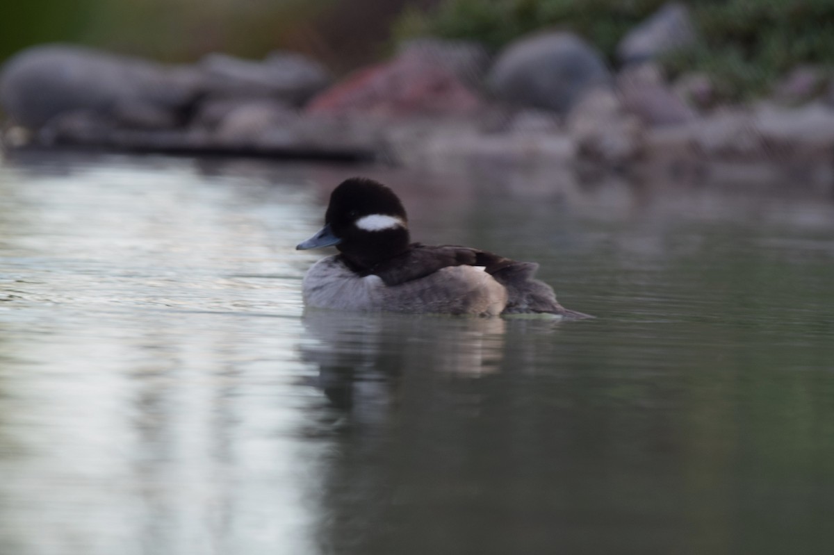 Bufflehead - shobak kythakyapuzha