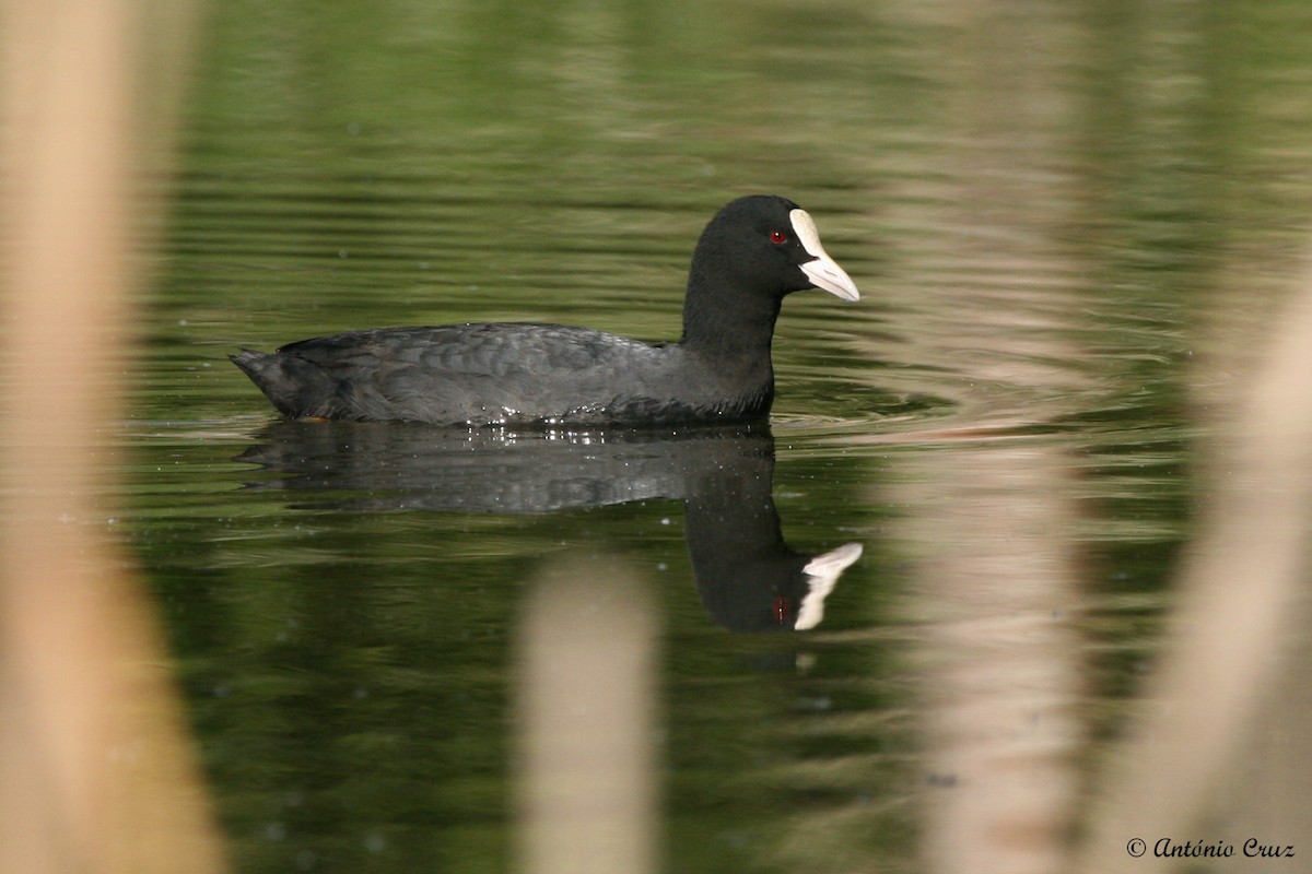 Eurasian Coot - António Cruz