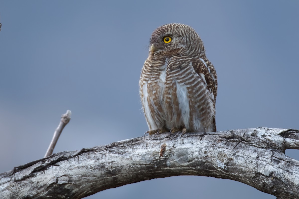 Asian Barred Owlet - ML400380381