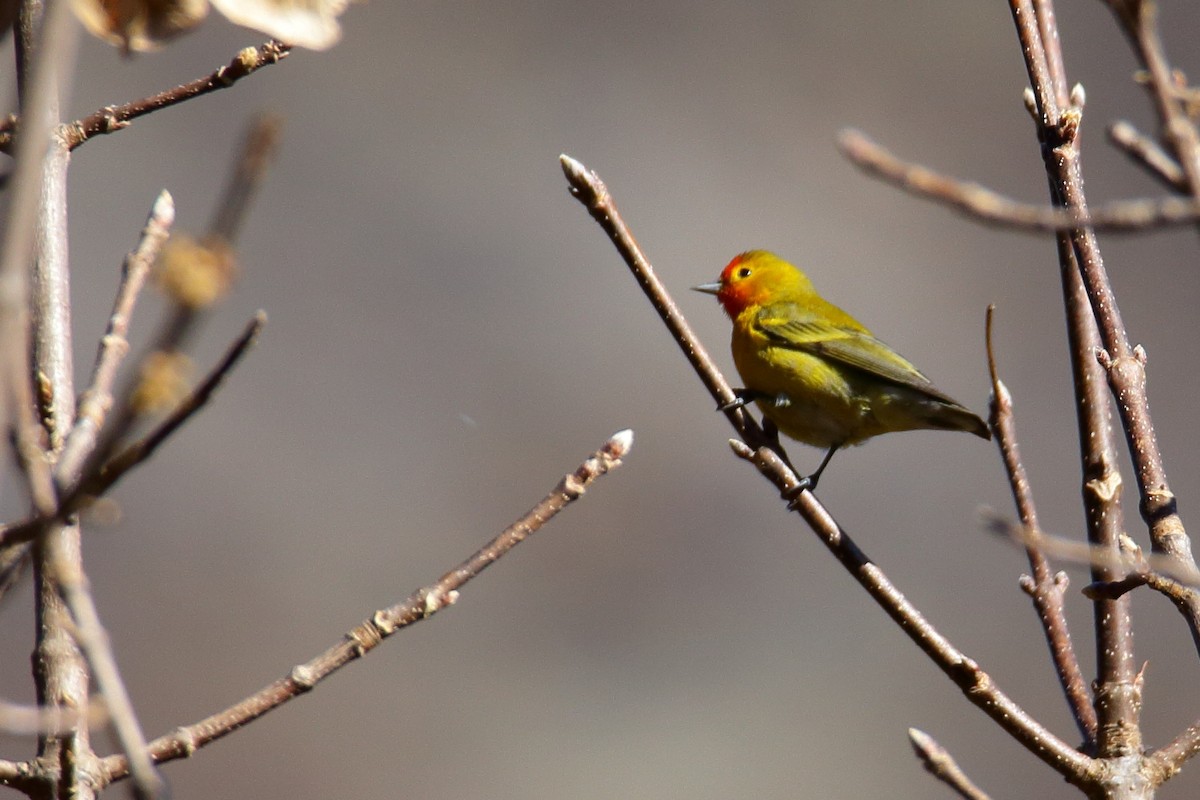 Fire-capped Tit - ML400380411