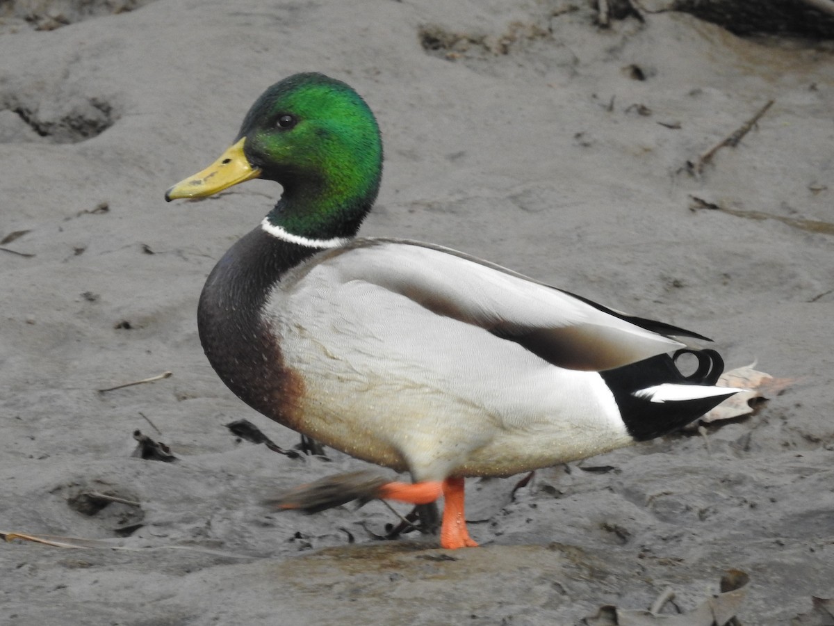 Mallard - Jeffrey Gammon