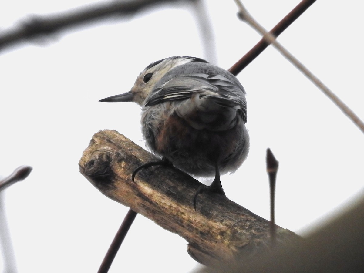 White-breasted Nuthatch - ML400381731