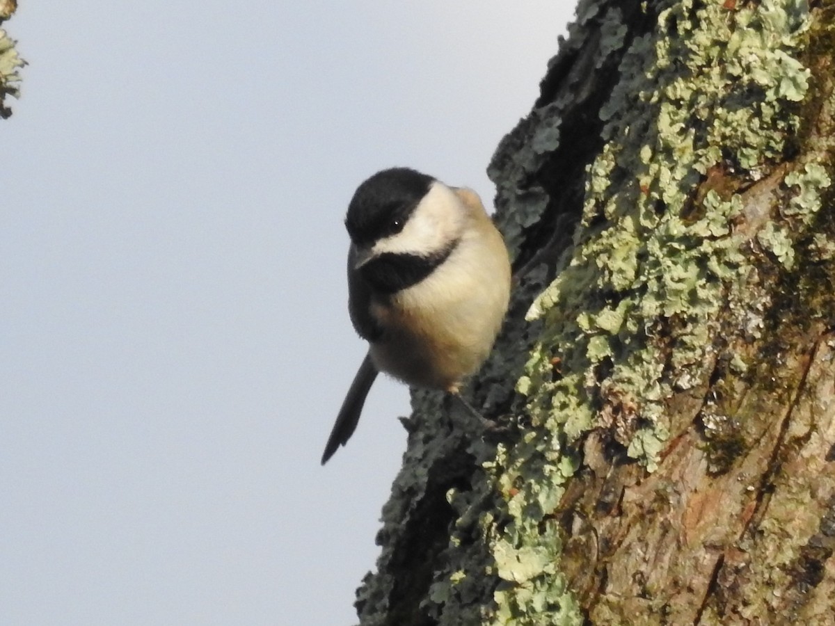 Carolina Chickadee - ML400381821