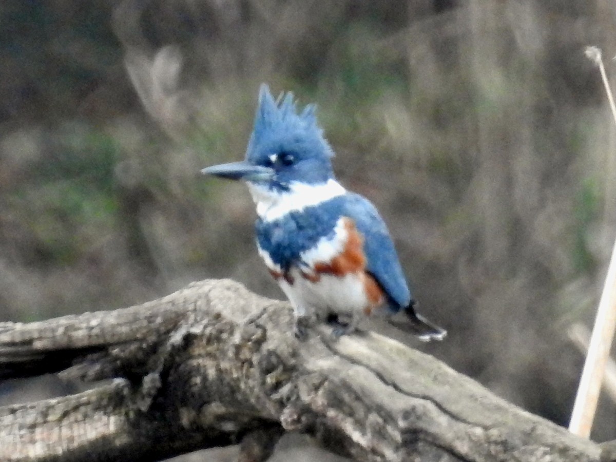 Belted Kingfisher - ML400381891