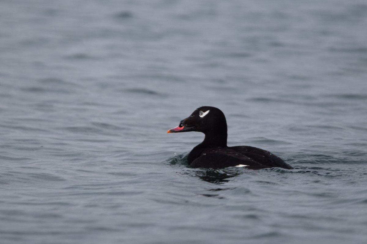 White-winged Scoter - ML400383171