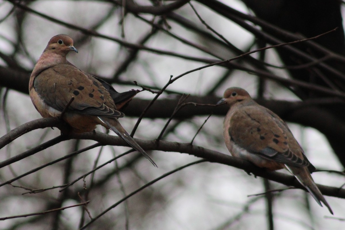 Mourning Dove - ML400383501