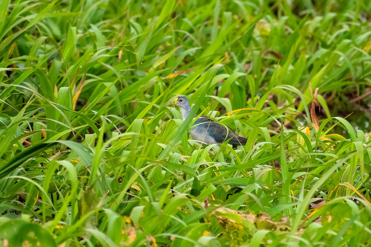 Azure Gallinule - ML400383651