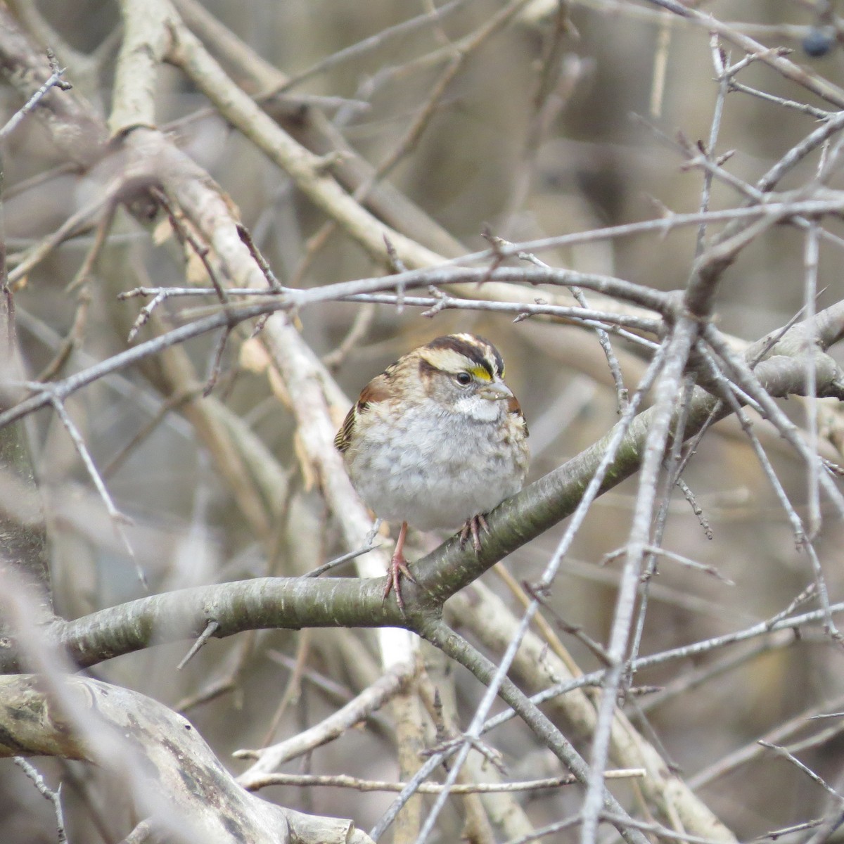 White-throated Sparrow - Matthew Spoor