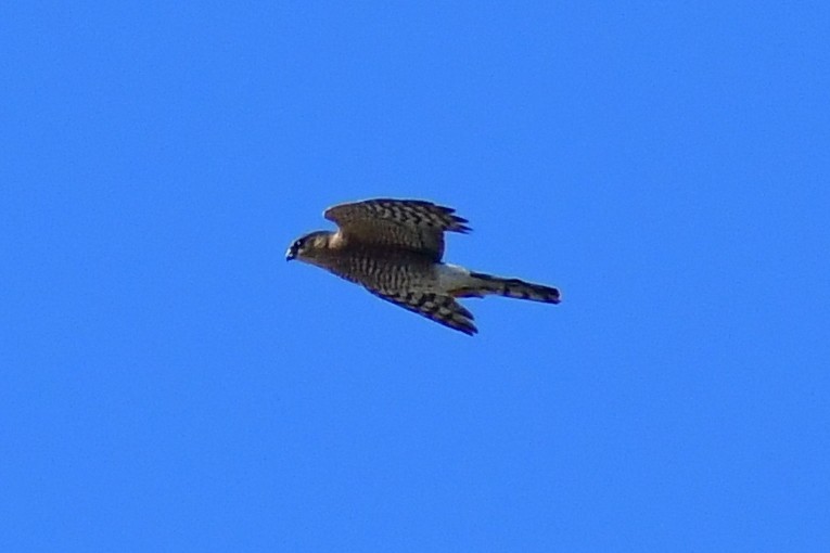 Sharp-shinned Hawk - ML400384601