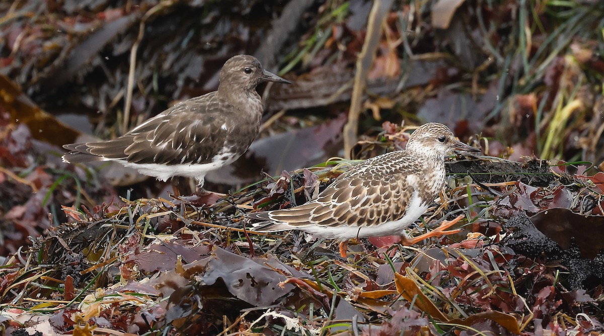 Ruddy Turnstone - ML400385321