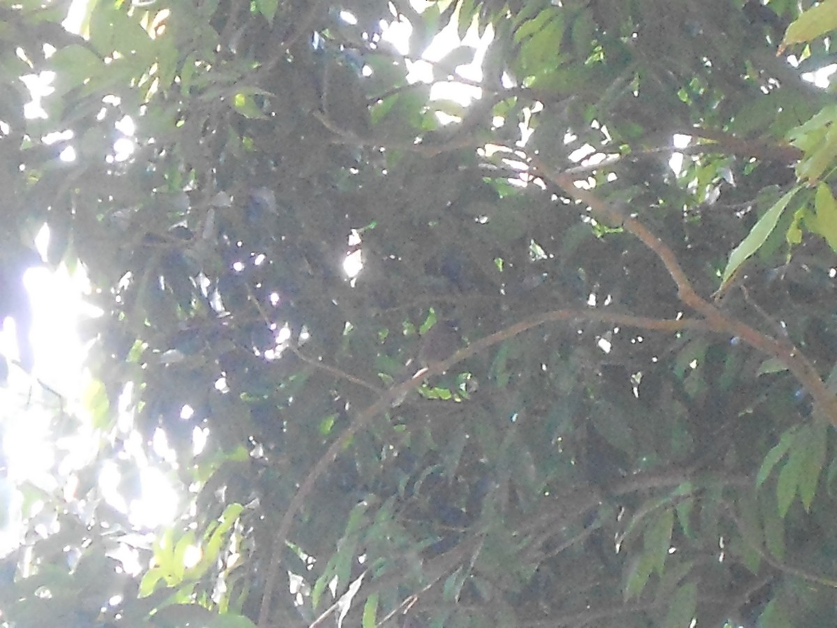 White-throated Fantail - ML400387801