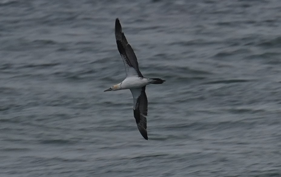 Northern Gannet - ML400387931