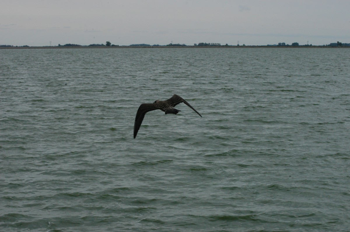 Long-tailed Jaeger - ML400388701