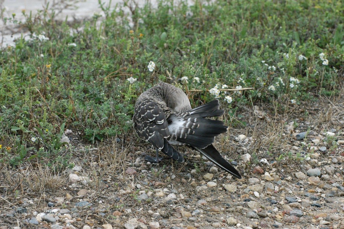 Long-tailed Jaeger - ML400388781