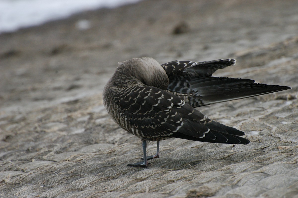 Long-tailed Jaeger - ML400388791