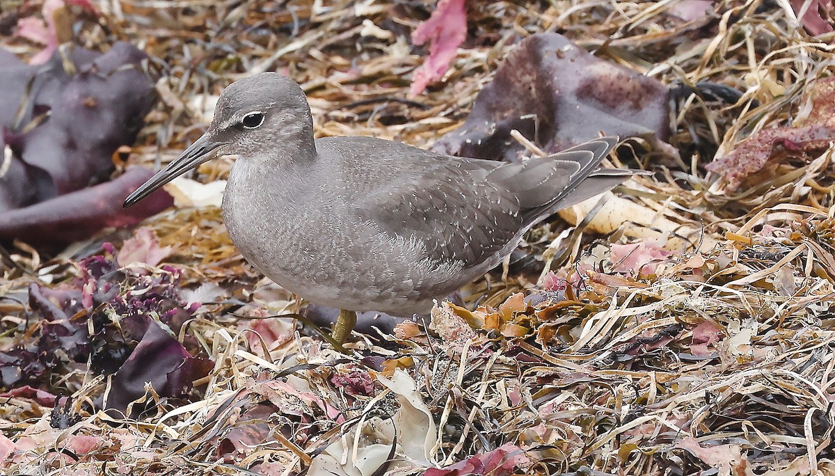 Wandering Tattler - ML400388961