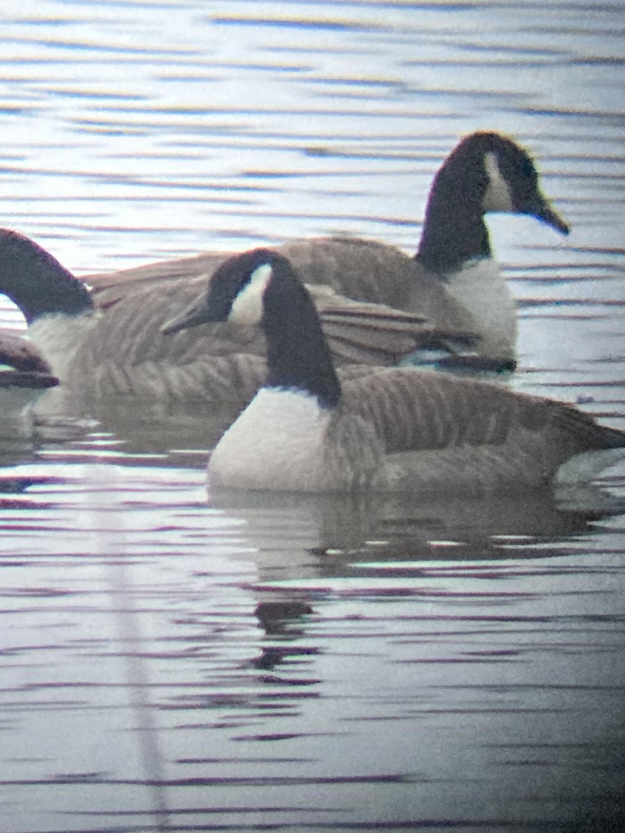 ברנטה קנדית - ML400389181