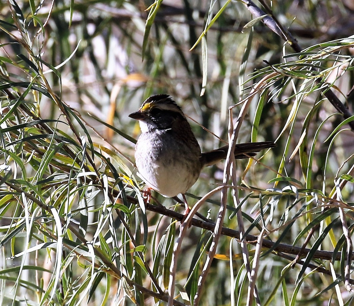 White-throated Sparrow - ML40038931