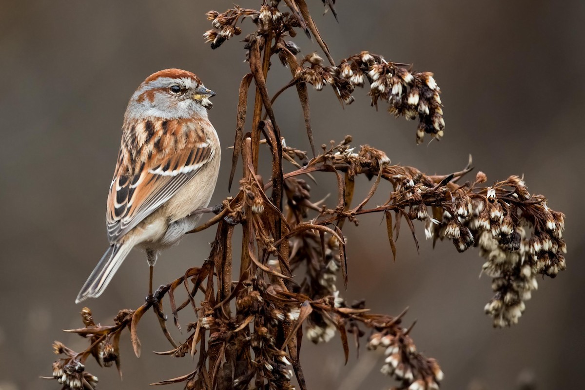 American Tree Sparrow - ML400390471