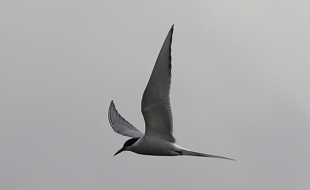 Arctic Tern - ML40039181