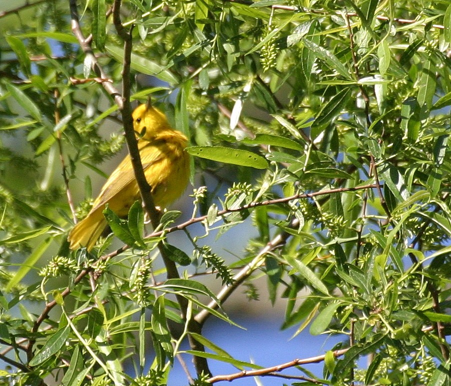 Northern Yellow Warbler - ML400392571