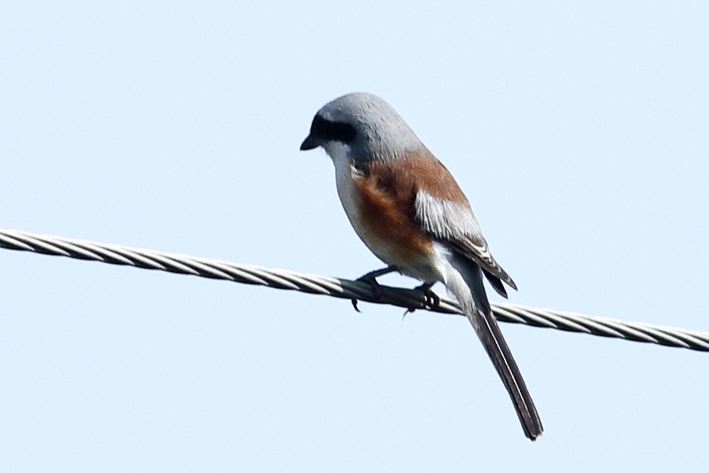 Bay-backed Shrike - ML400392661