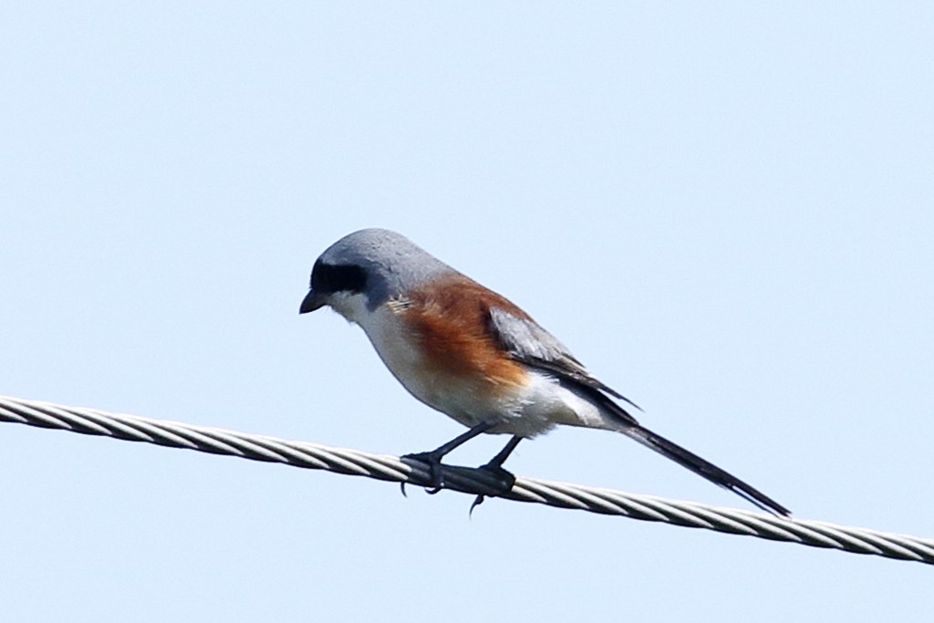 Bay-backed Shrike - ML400392721